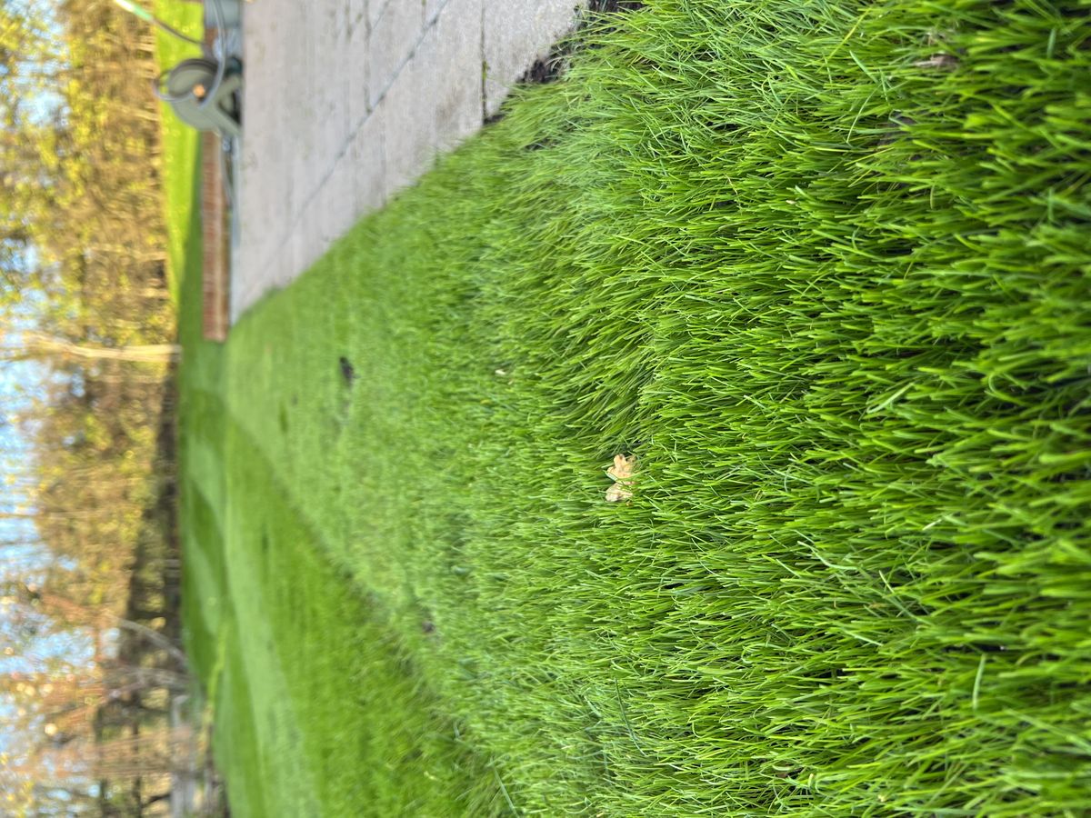 Rear lawn by the patio - after