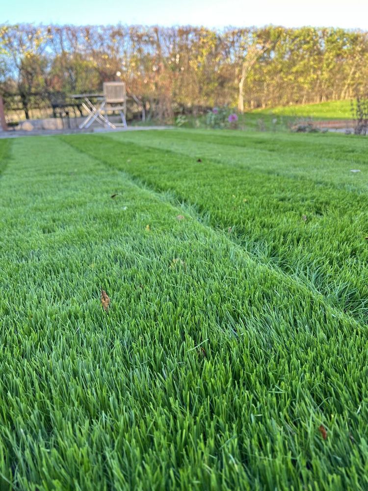 Healthy, Dense Turf