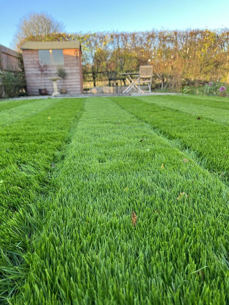 Lush Green Lawn