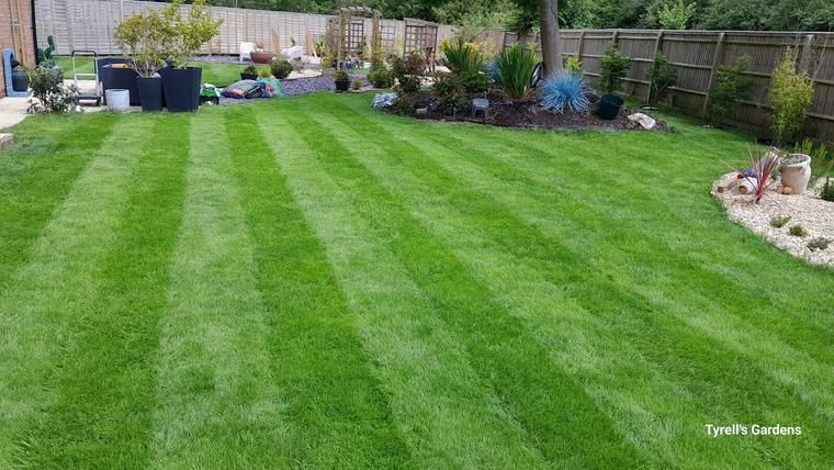 Striped Lawn